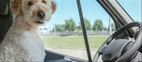 Pet Dog Travel News: How to Take Your Pet on an International Trip?